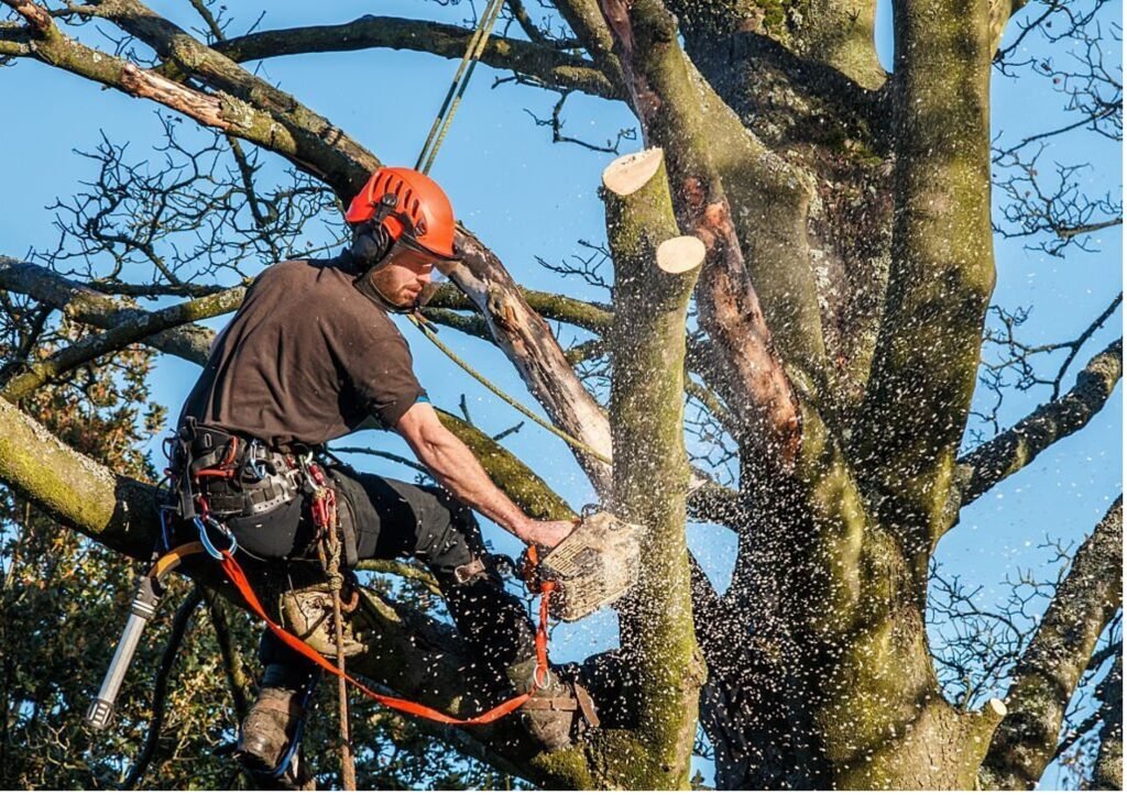 Baumpflege Baumschnitt Siegen